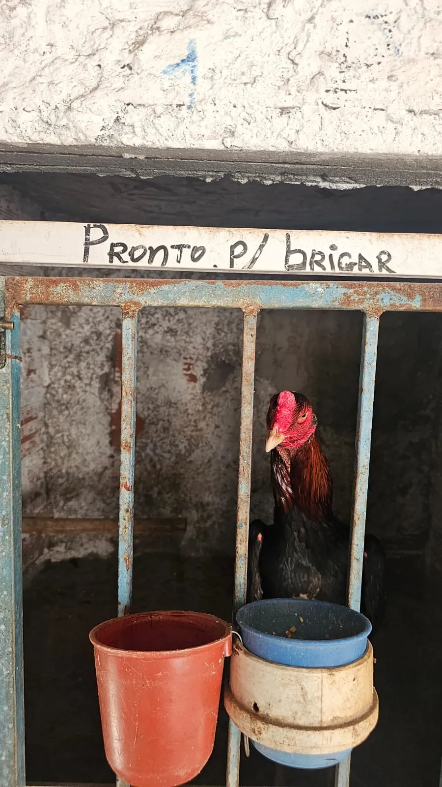 Galos de briga foram apreendidos