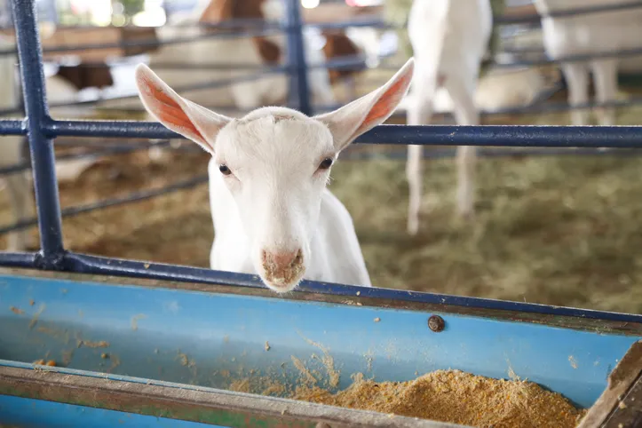 Imagem ilustrativa da imagem É hoje! Fenagro 2025 começa neste sábado com 9 dias de atrações