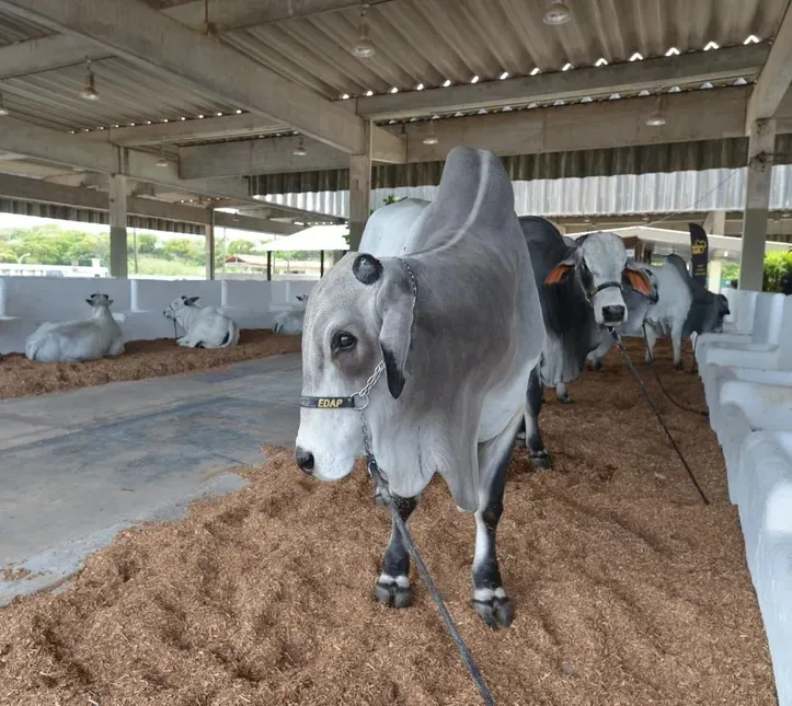 A expectativa é que a Fenagro 2025 receba mais de 200 mil visitantes