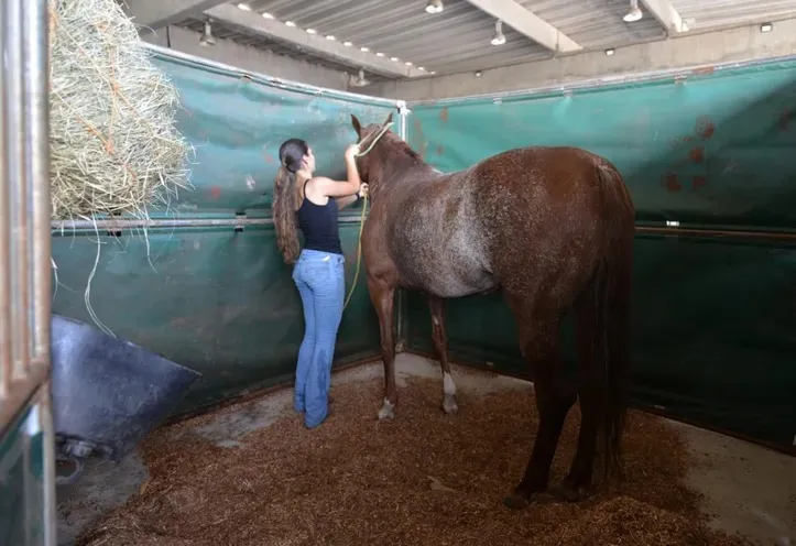 A chegada dos animais foi um sucesso