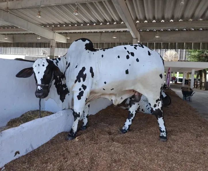 Imagem ilustrativa da imagem Fenagro 2025 inicia com 3 mil animais preparados para competições