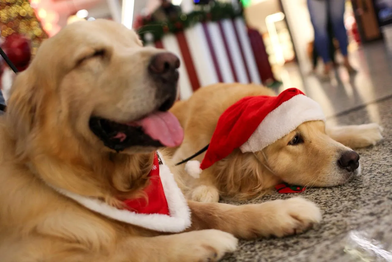Mike e Hugo, os cães terapeutas