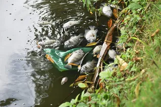 Peixes mortos no Dique