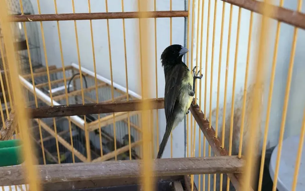 Pássaros mantidos em cativeiro nas comunidades podem se enquadrar como tráfico de animais
