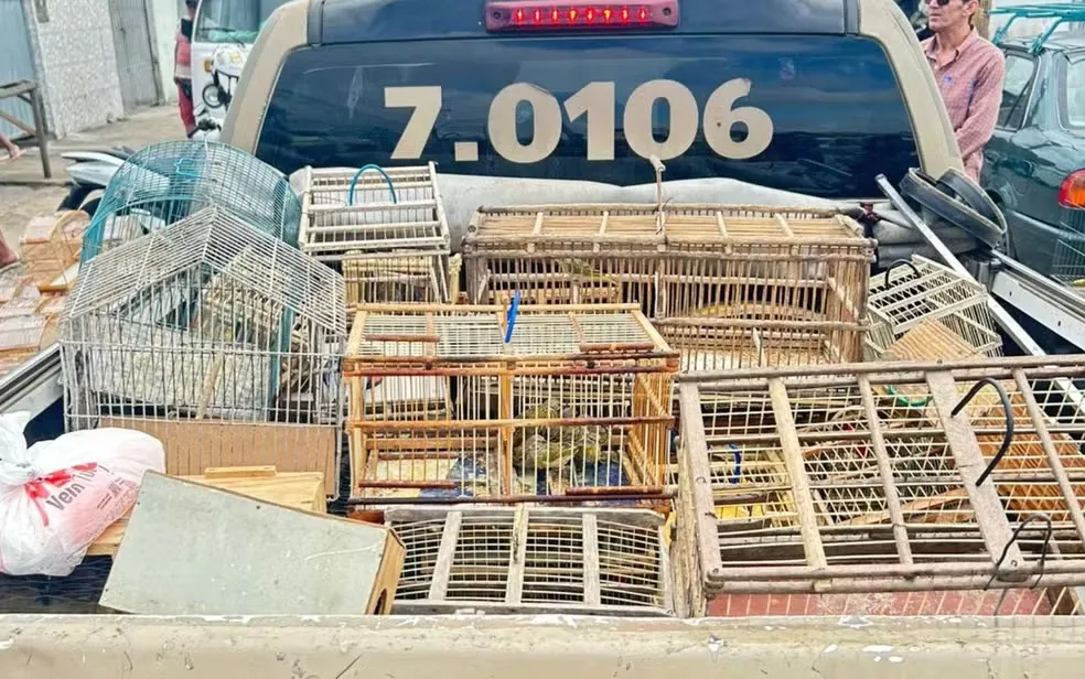 Mais de 90% do tráfico de animais na Bahia são de aves