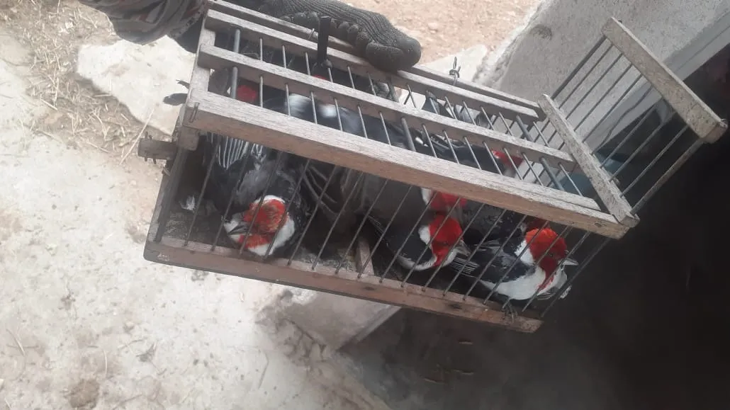Aves são os principais alvos dos bandidos
