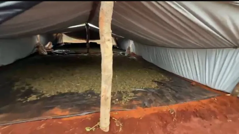 Plantio foi localizado com a ajuda de um drone