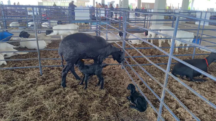 Imagem ilustrativa da imagem Que gracinha! Fernanda, a ovelhinha da Fenagro, encanta visitantes