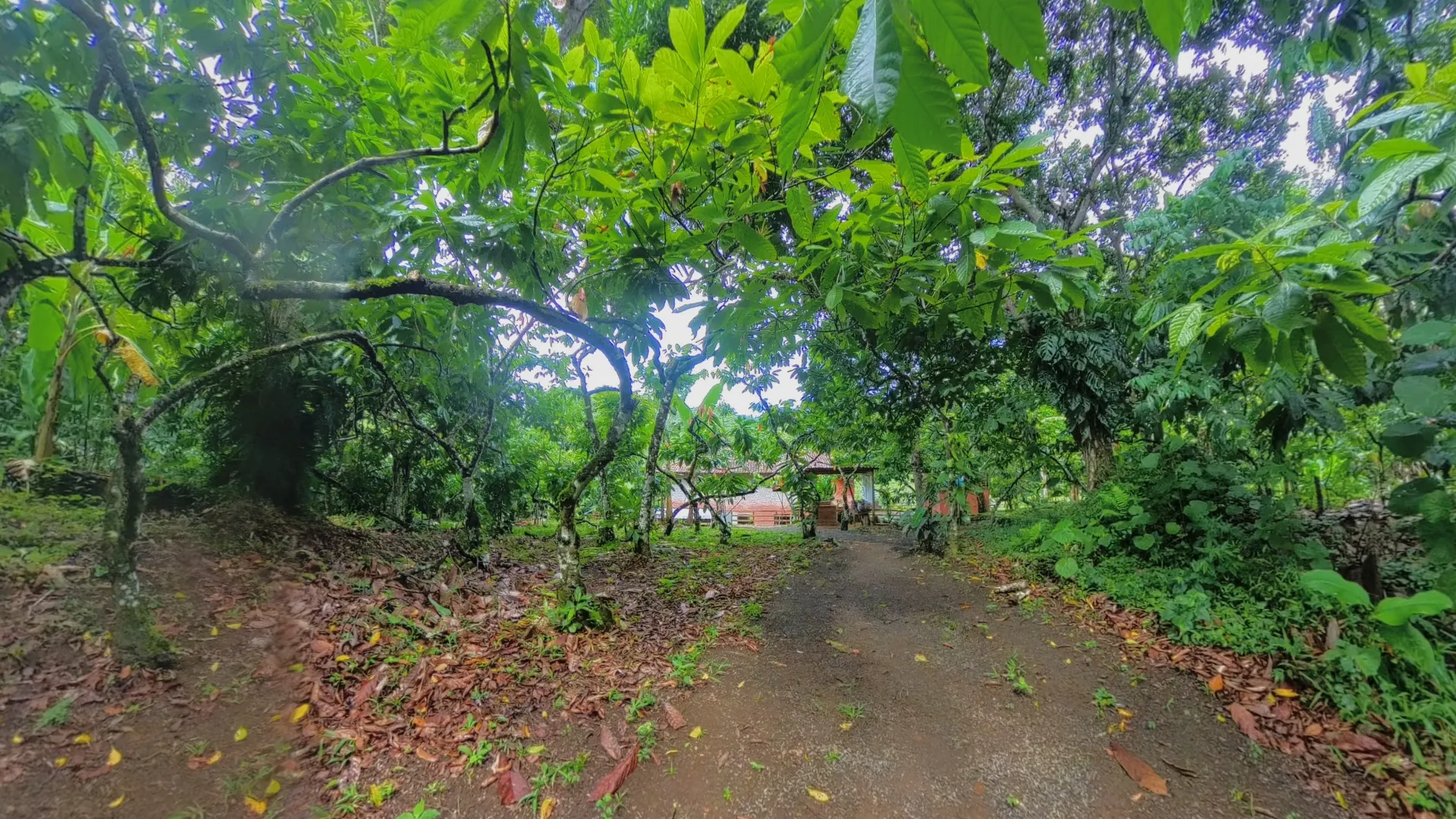 Imagem ilustrativa da imagem Tecnologia imersiva valoriza tradição cacaueira