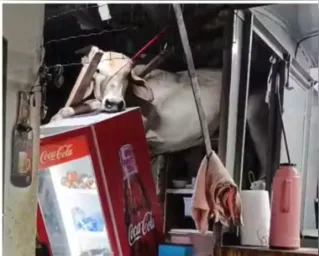 A vaca caiu dentro do bar Rancho do Vaqueiro