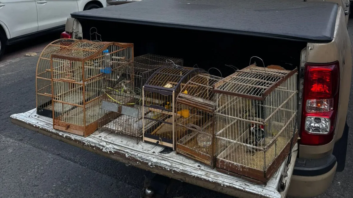 Imagem ilustrativa da imagem Venda ilegal de aves é interrompida após polícia ‘estourar’ cativeiro