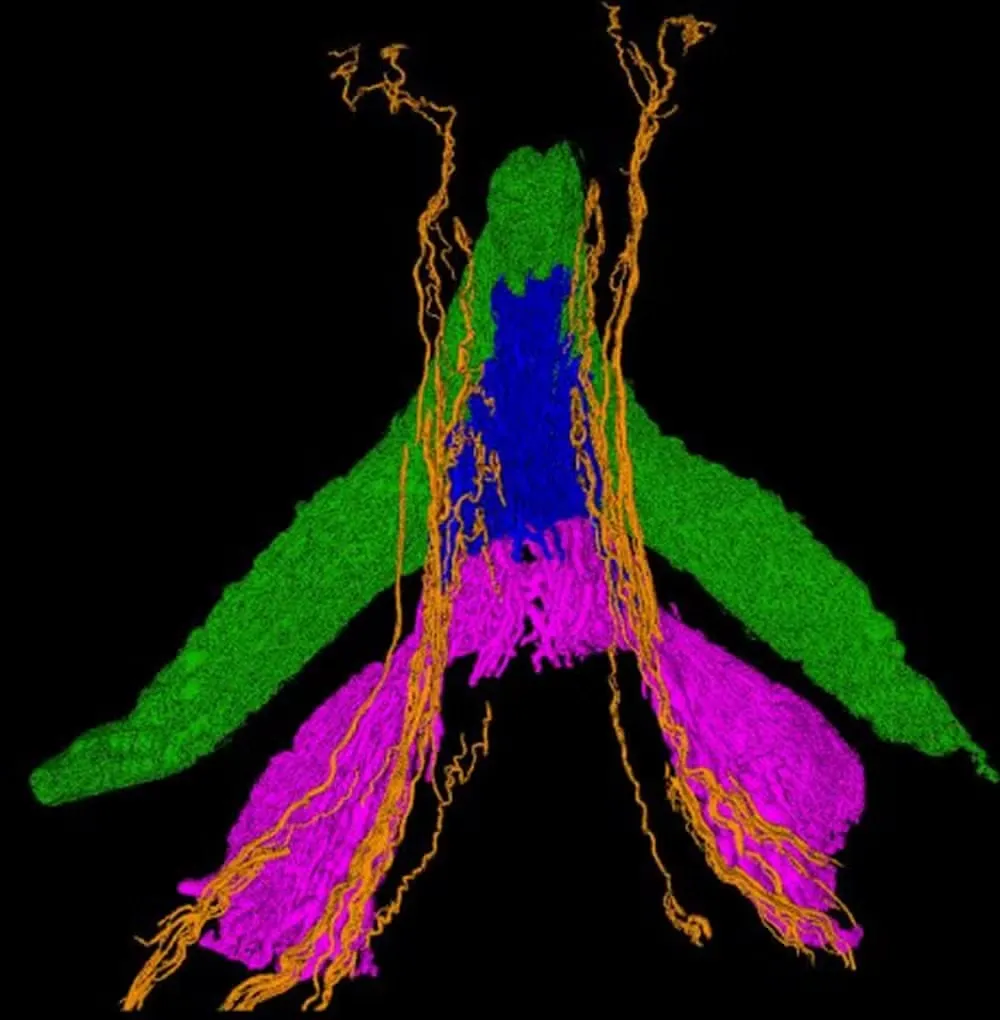 Extensão dos nervos do clitóris