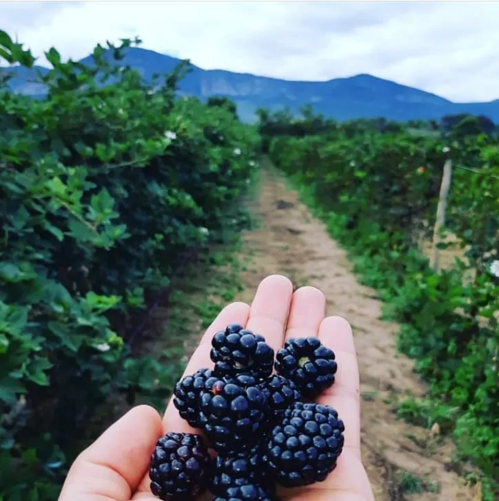 Na bahia, Mucugê e Palmeiras são os municípios que já integram a Rota das Frutas Vermelhas