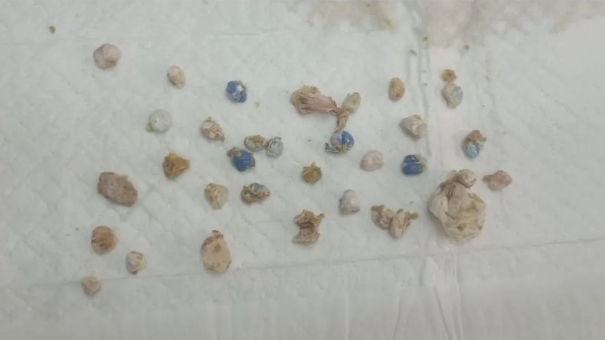 Drogas foram encontradas na clínica veterinária
