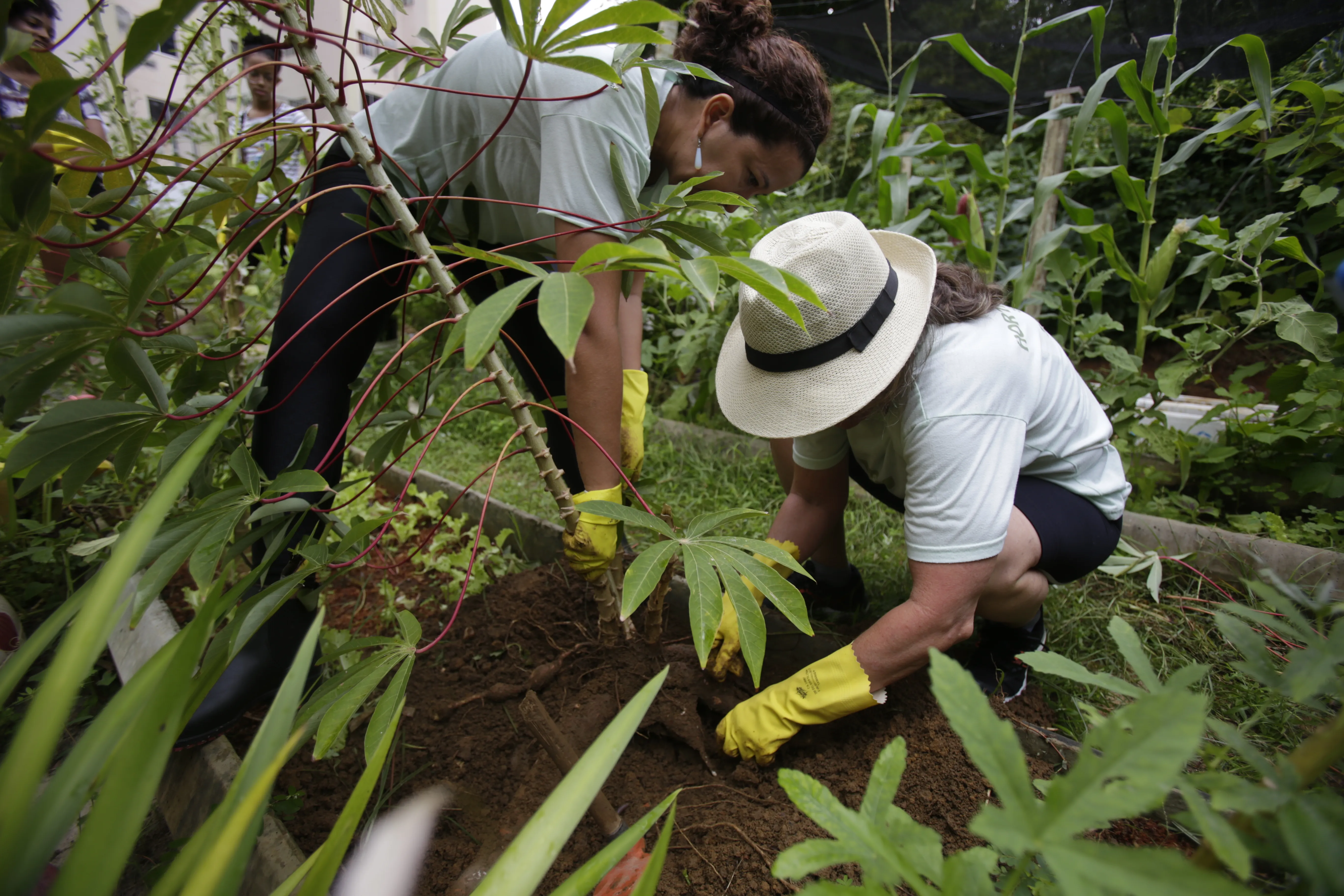 O calor mais intenso pode aumentar a necessidade de água das plantações