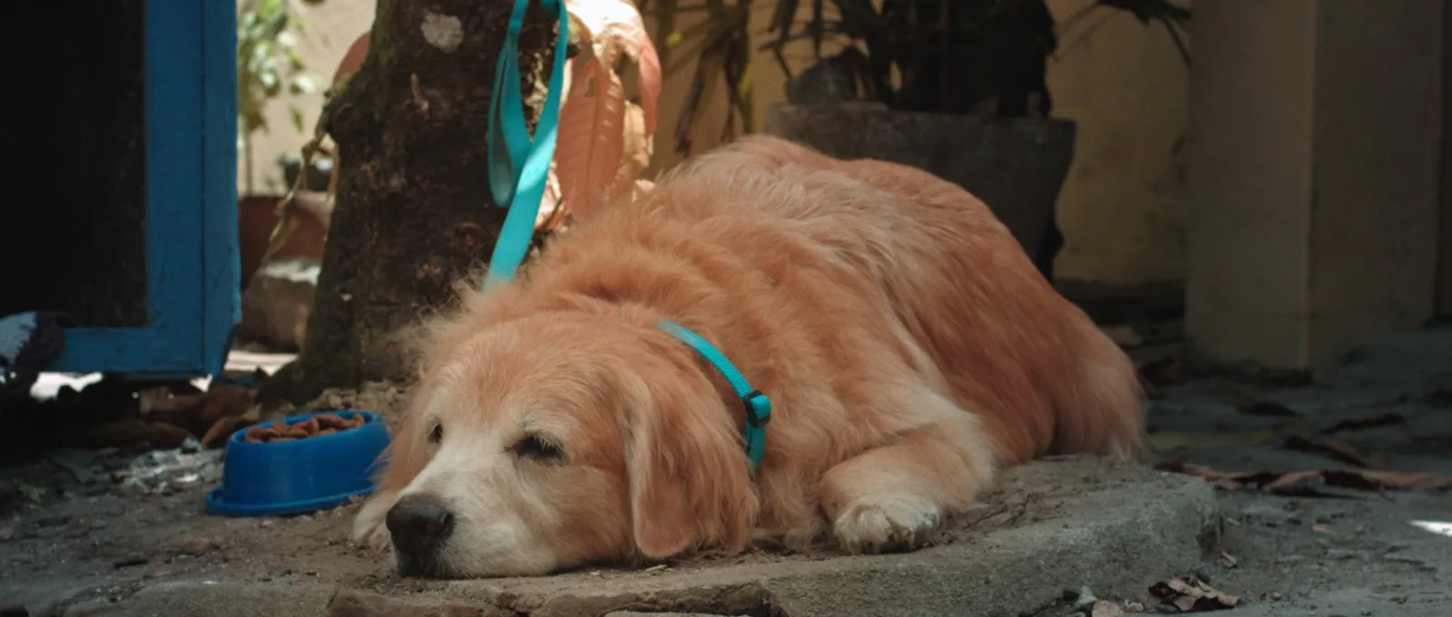 Filme conta a história do cachorro Maic e seu tutor Davi