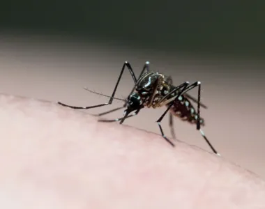 Aedes aegypti em ação