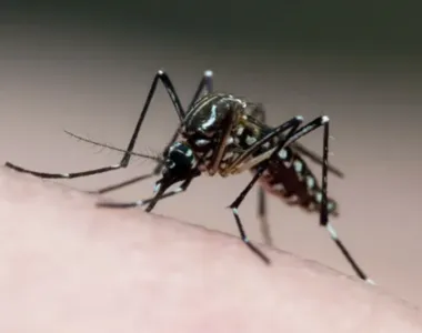 Mosquito Aedes aegypti, transmissor da dengue